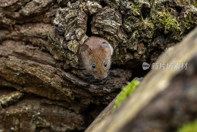 可爱的田鼠(Myodes glareolus)